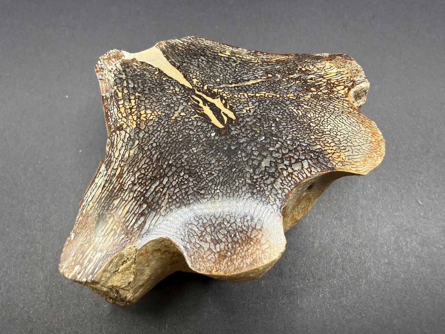 Mosasaurid Vertebrate