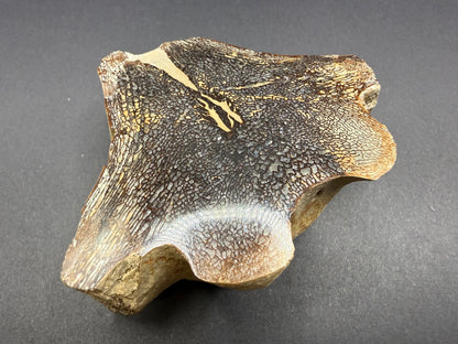 Mosasaurid Vertebrate
