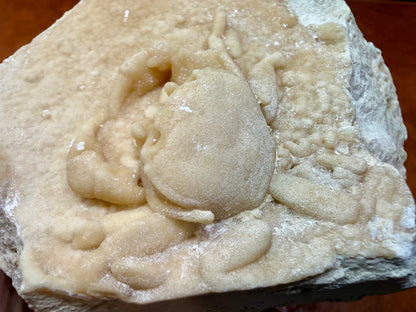 Potamon Fossilized Crab
