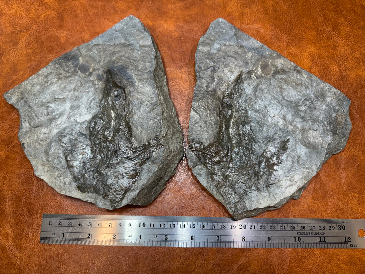 Dinosaur Trace
