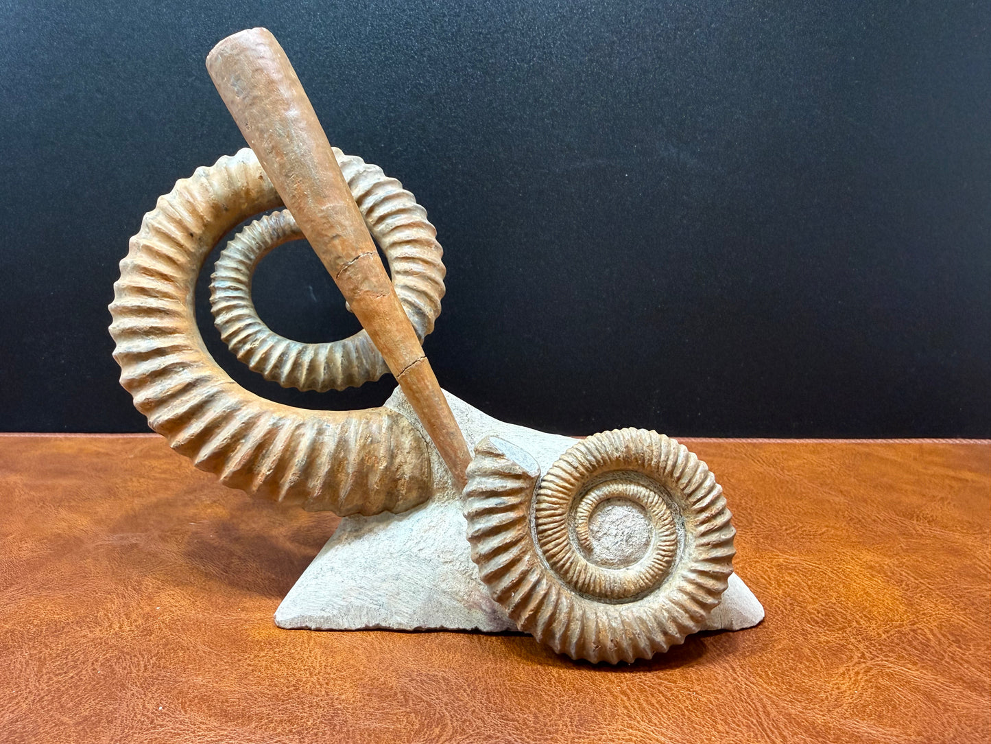 Anetoceras Ammonite