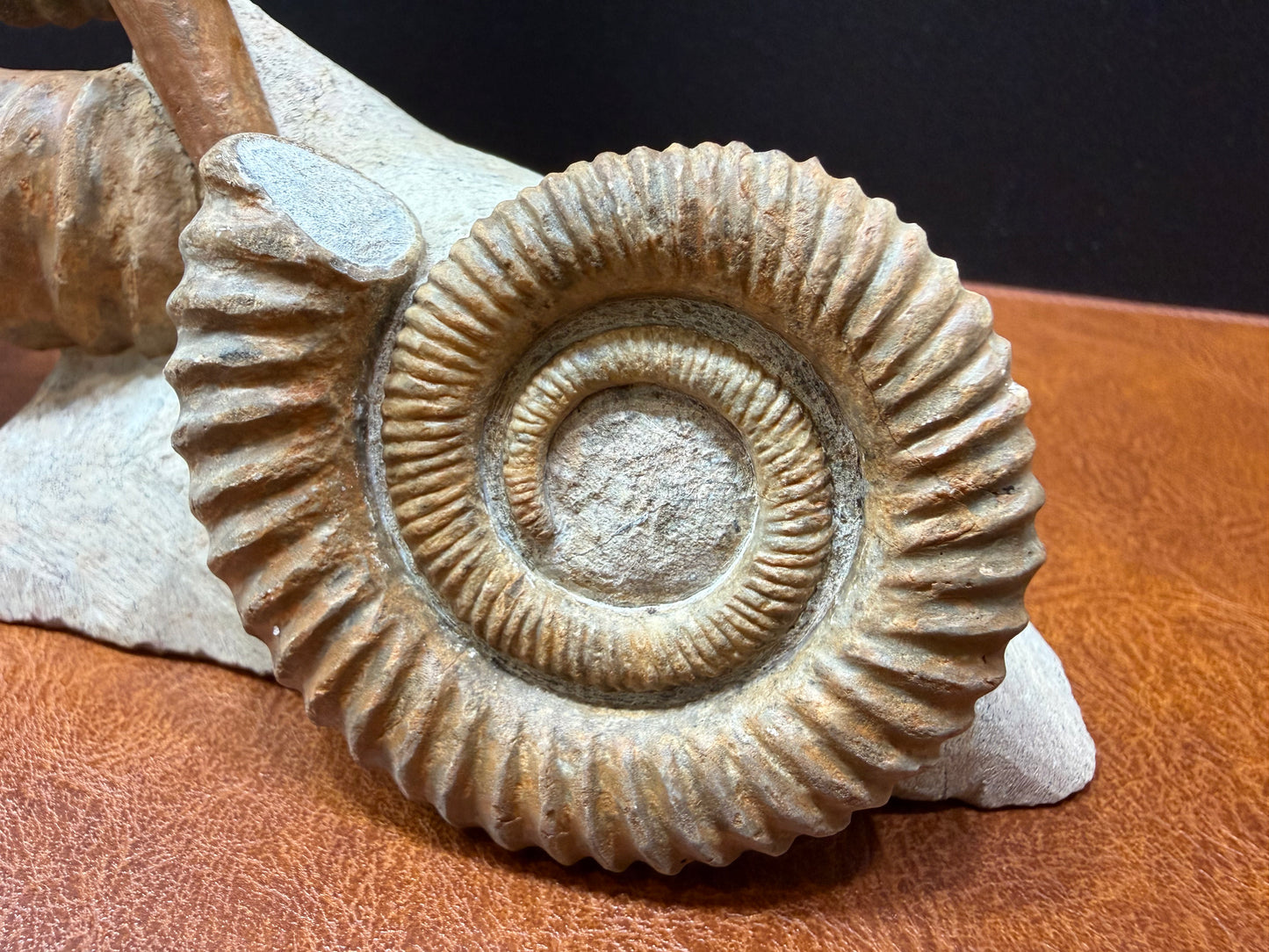 Anetoceras Ammonite