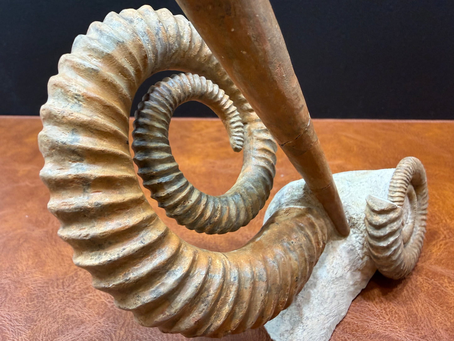 Anetoceras Ammonite