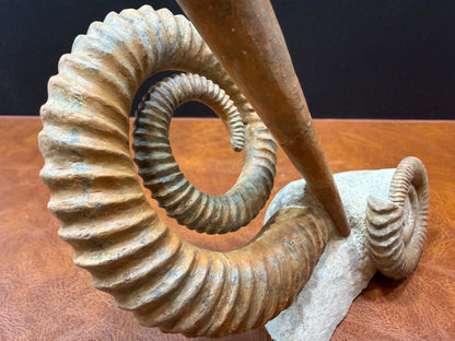 Anetoceras Ammonite