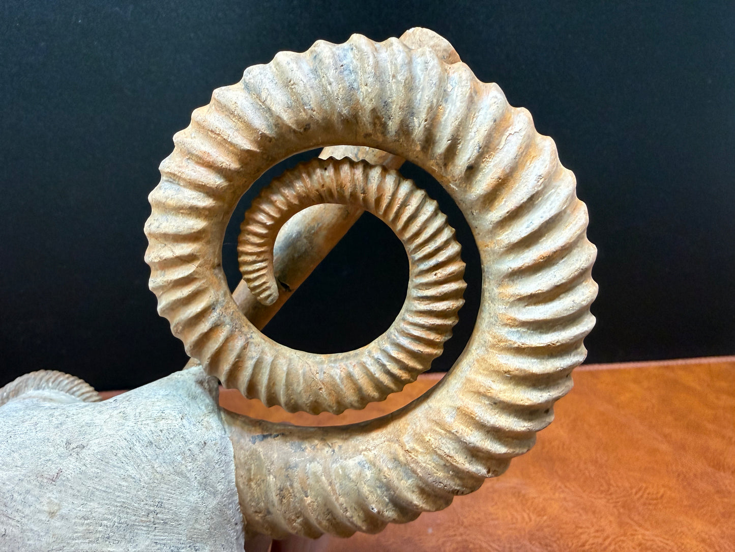 Anetoceras Ammonite