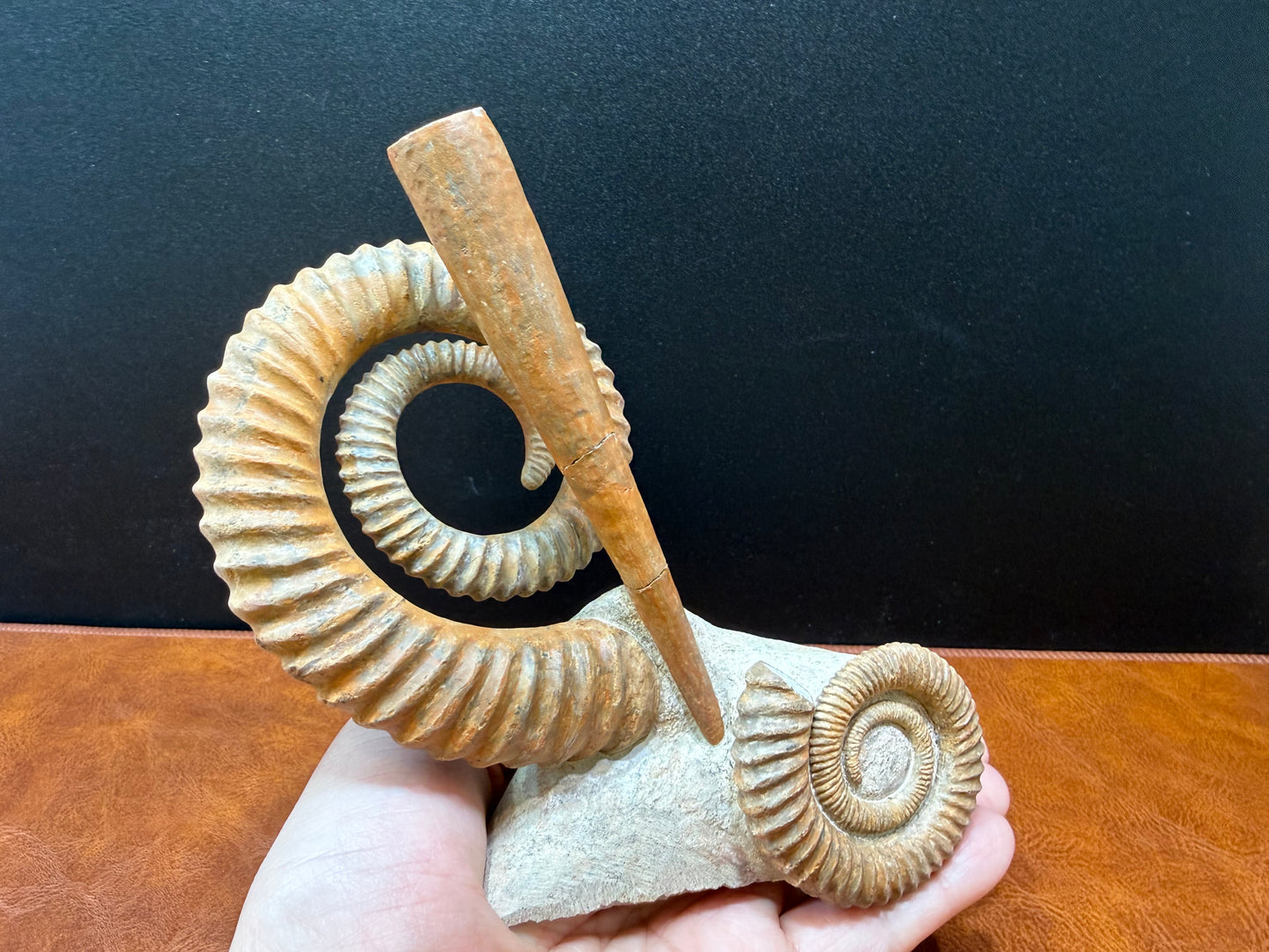 Anetoceras Ammonite
