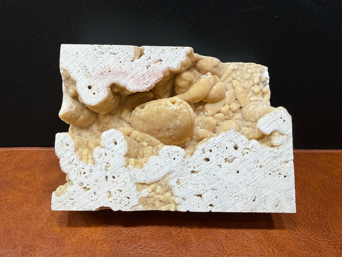 Potamon Fossilized Crab