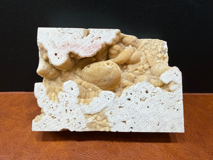 Potamon Fossilized Crab