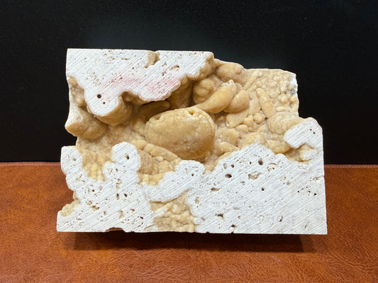 Potamon Fossilized Crab