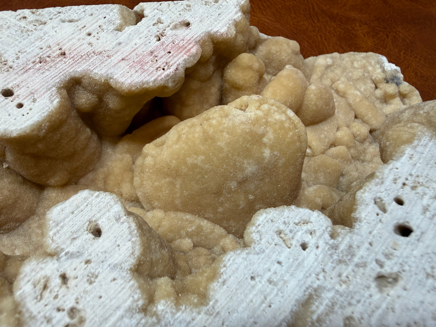 Potamon Fossilized Crab