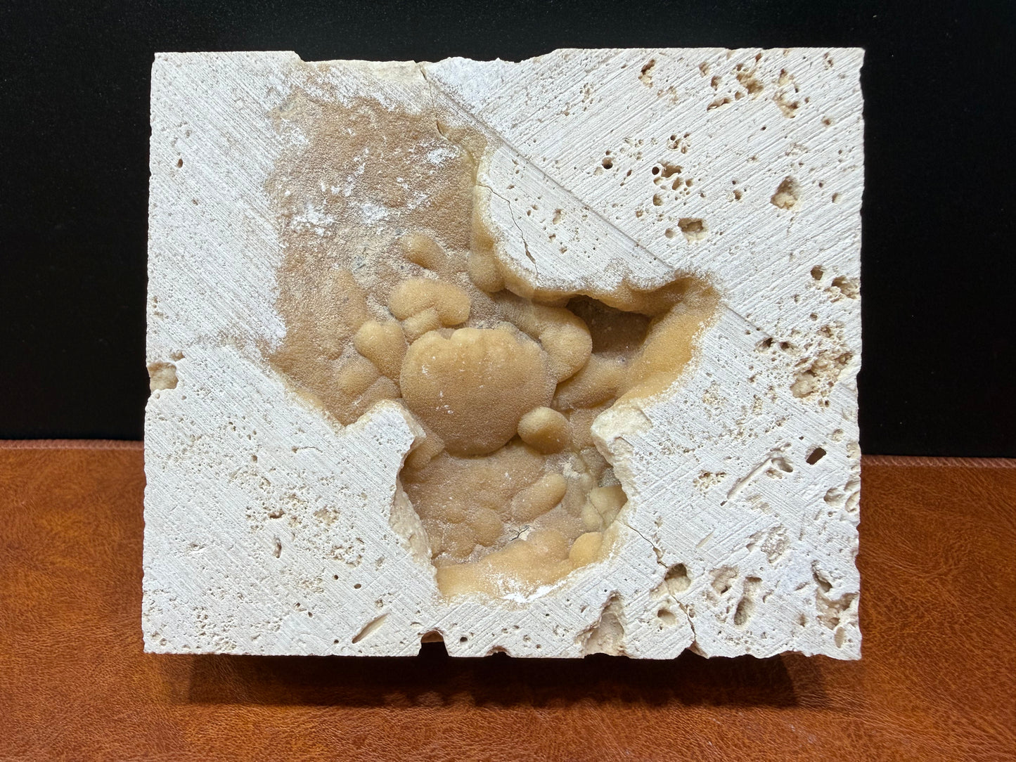 Potamon Fossilized Crab