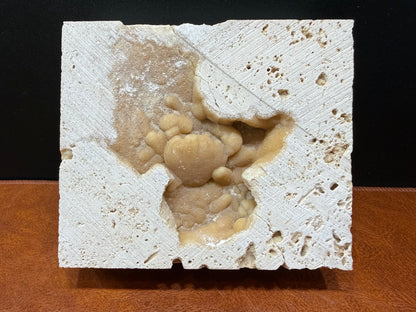 Potamon Fossilized Crab