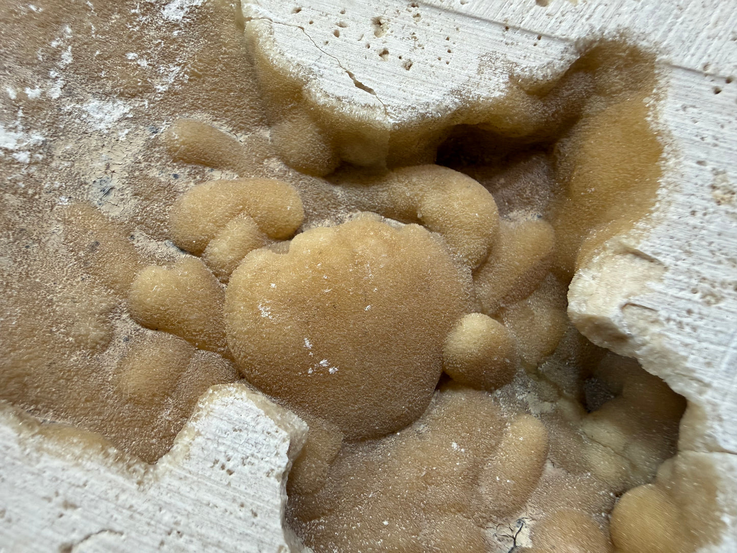 Potamon Fossilized Crab