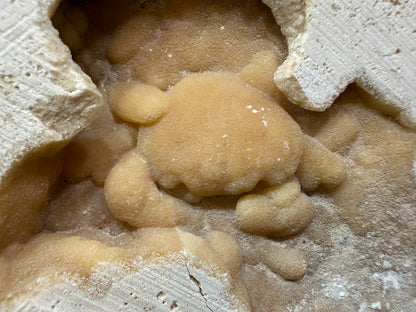 Potamon Fossilized Crab