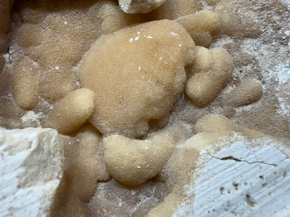 Potamon Fossilized Crab