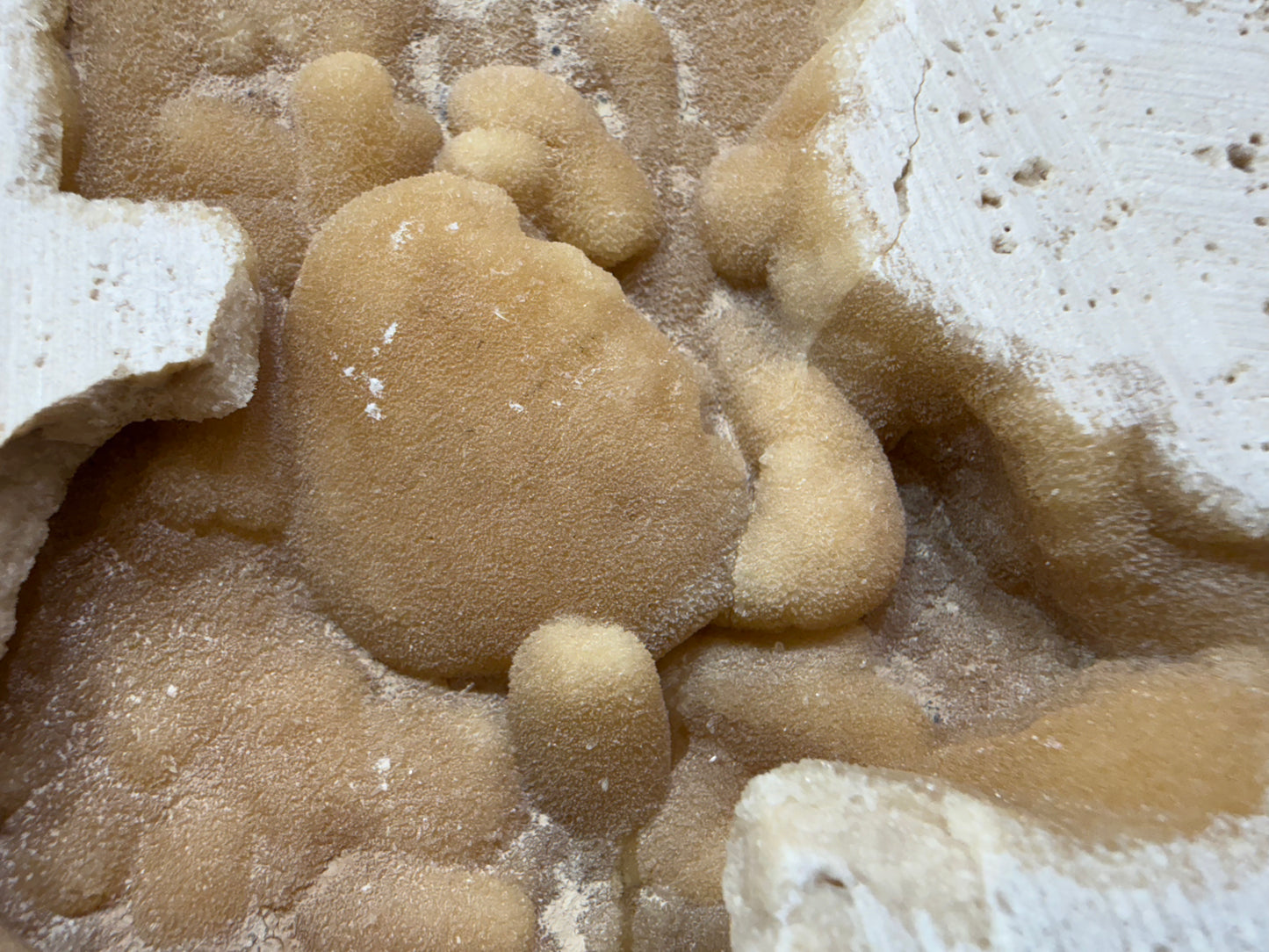 Potamon Fossilized Crab