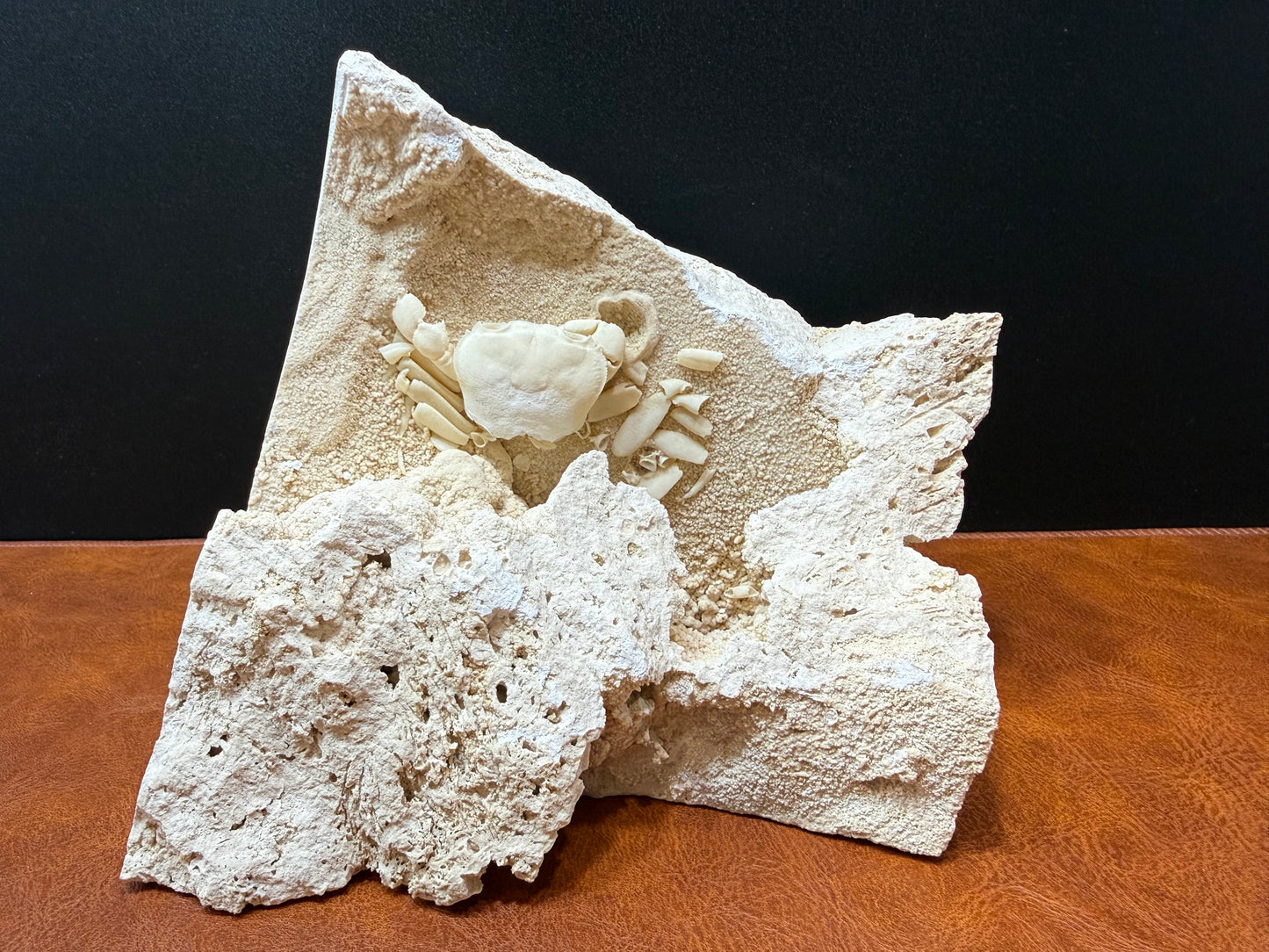 Potamon Fossilized Crab