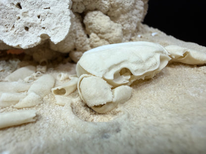 Potamon Fossilized Crab