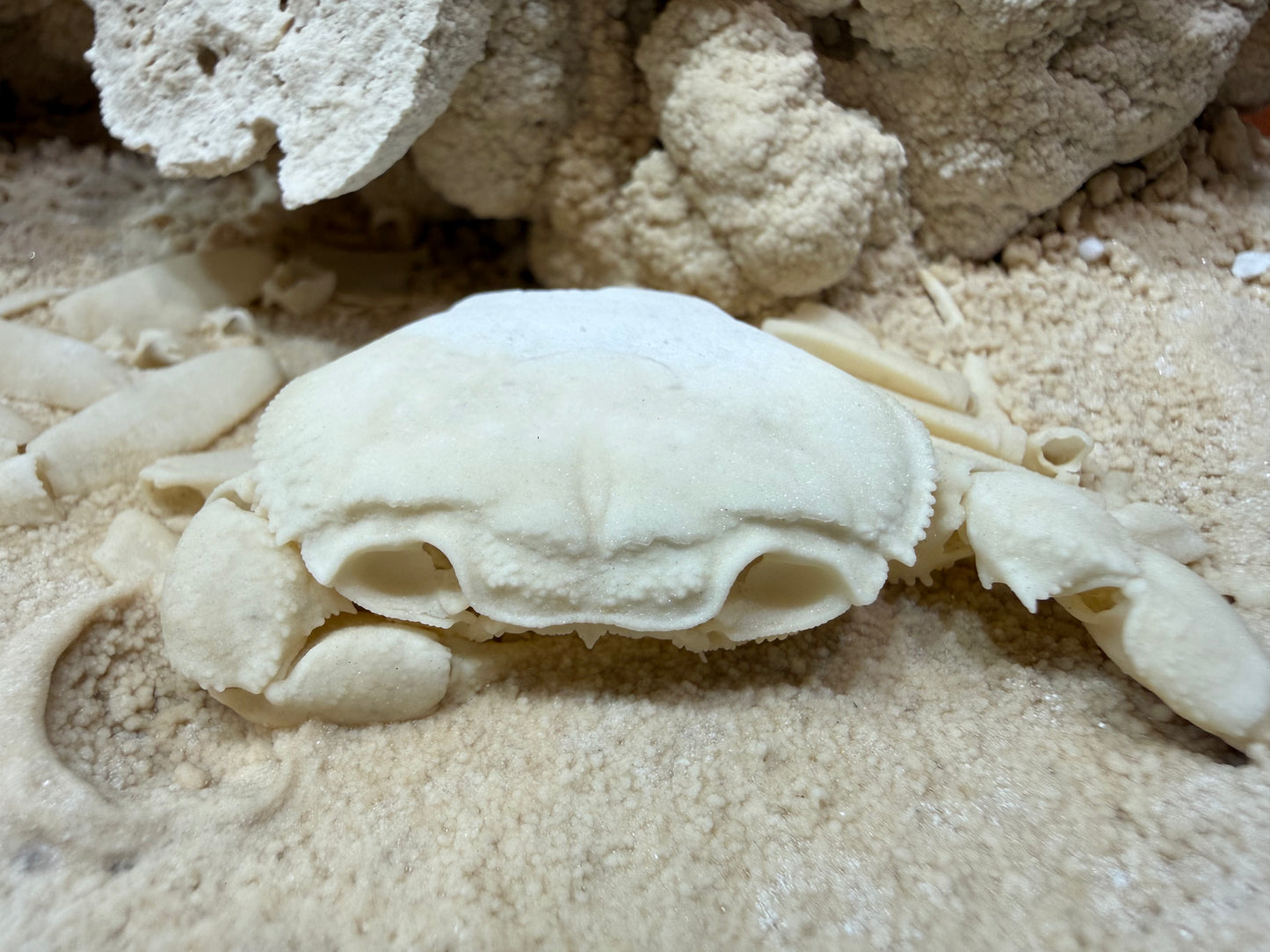 Potamon Fossilized Crab