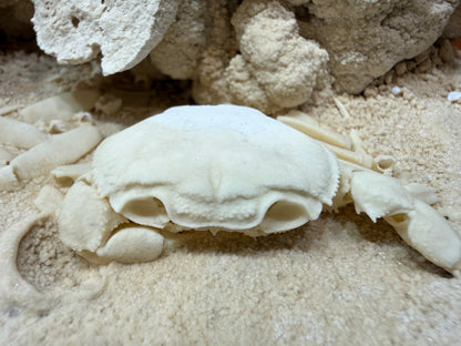 Potamon Fossilized Crab