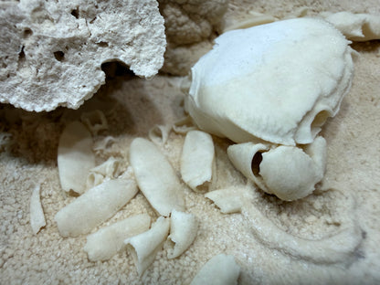 Potamon Fossilized Crab