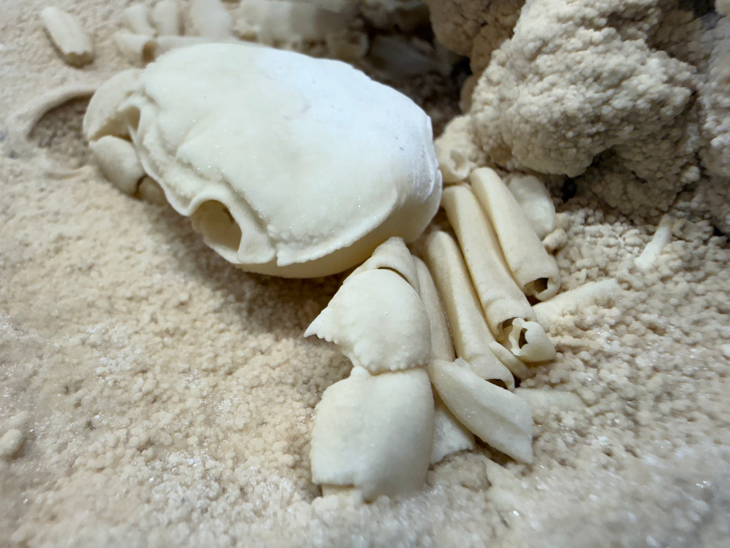 Potamon Fossilized Crab