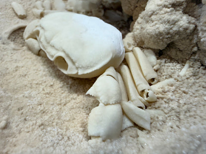 Potamon Fossilized Crab