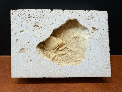 Potamon Fossilized Crab