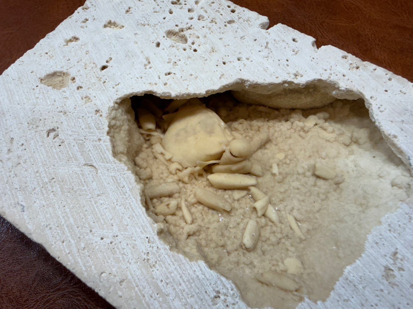 Potamon Fossilized Crab