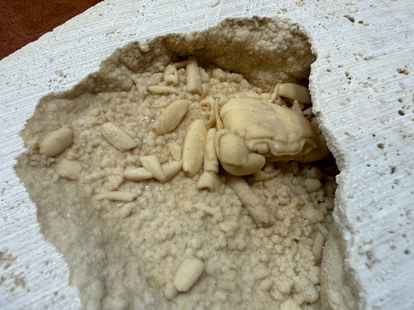 Potamon Fossilized Crab