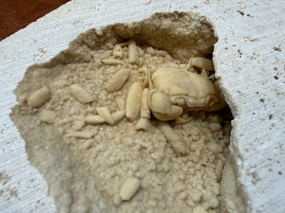 Potamon Fossilized Crab