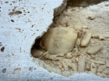 Potamon Fossilized Crab