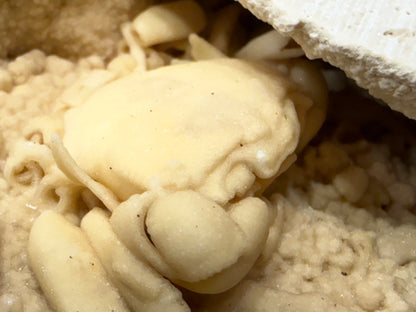 Potamon Fossilized Crab
