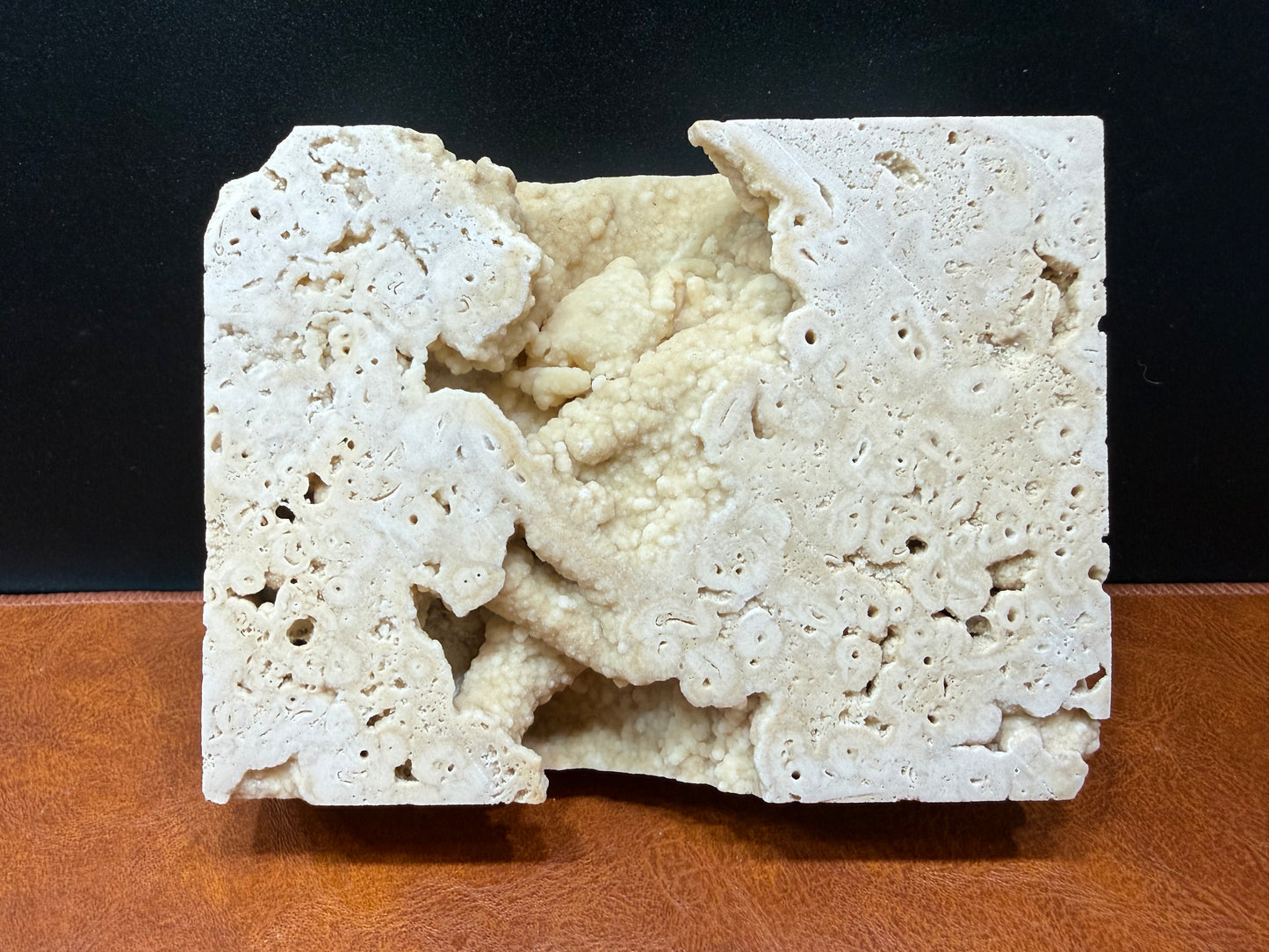 Potamon Fossilized Crab