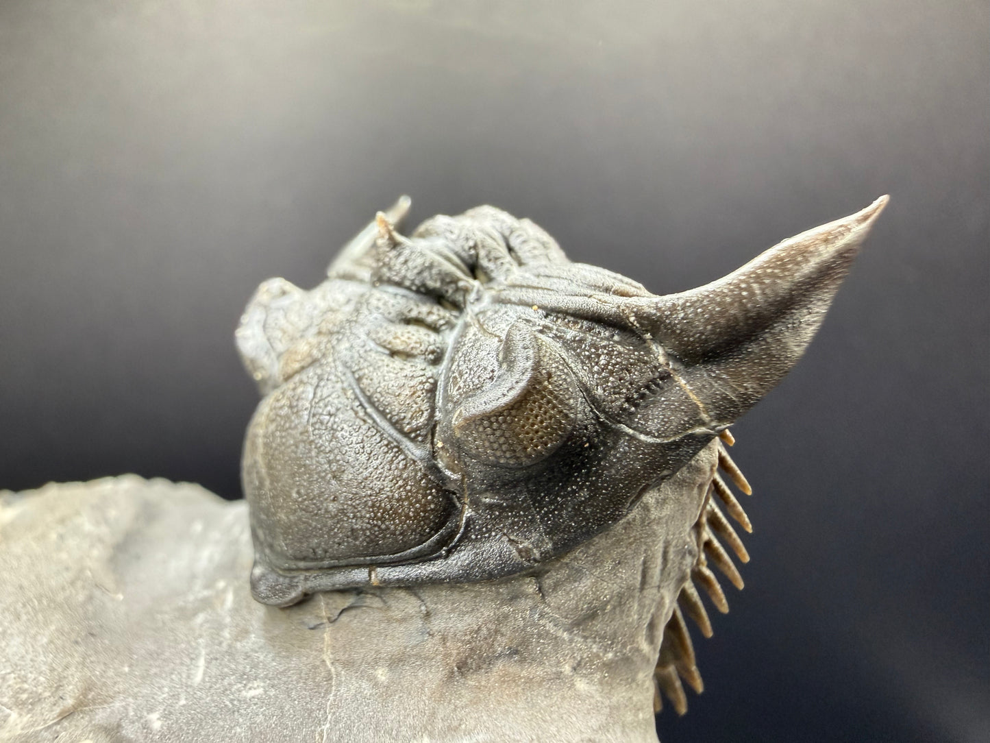 Metacanthina Trilobite