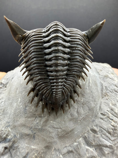 Metacanthina Trilobite