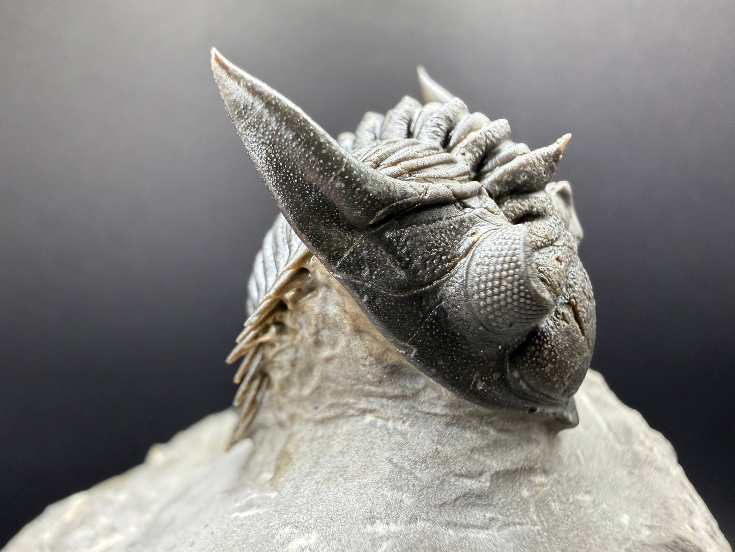 Metacanthina Trilobite