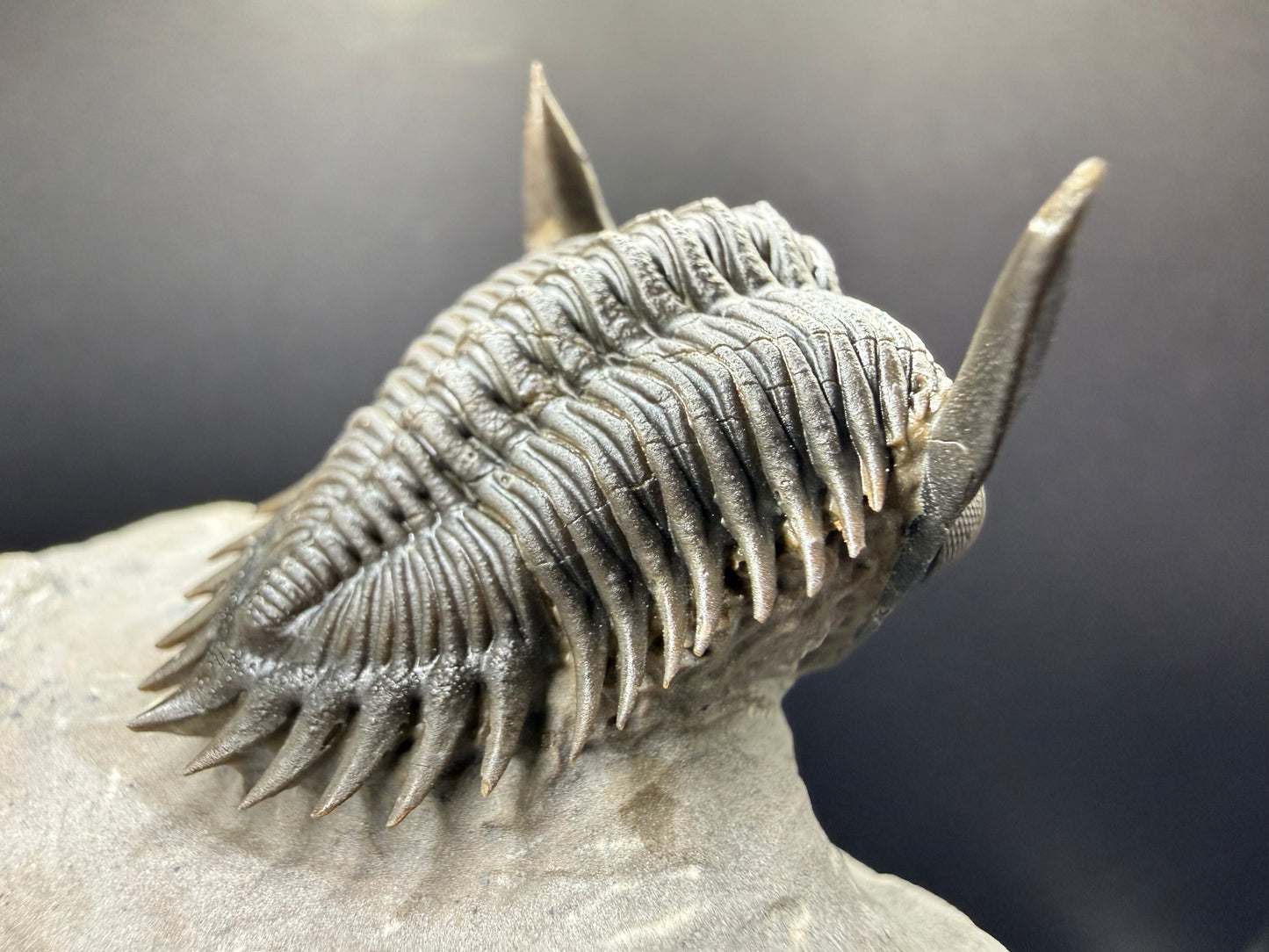 Metacanthina Trilobite
