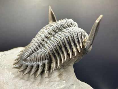 Metacanthina Trilobite