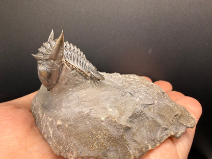 Metacanthina Trilobite