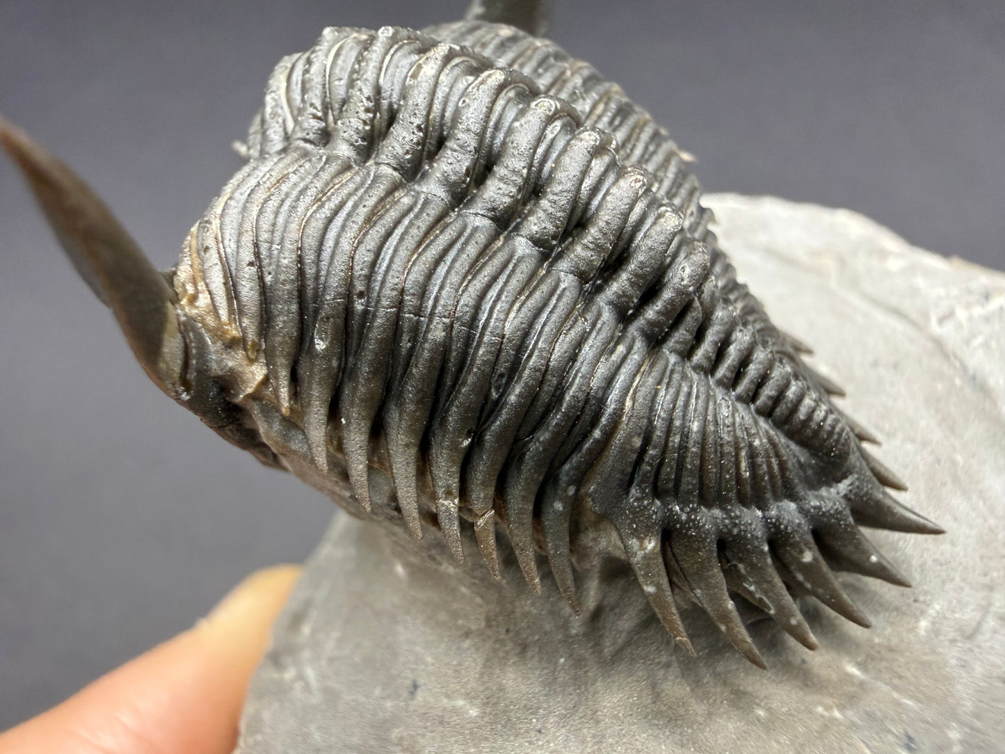 Metacanthina Trilobite