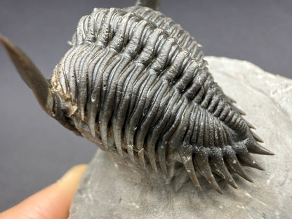 Metacanthina Trilobite
