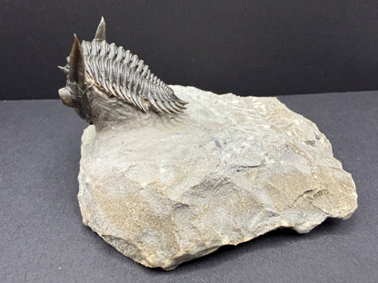 Metacanthina Trilobite