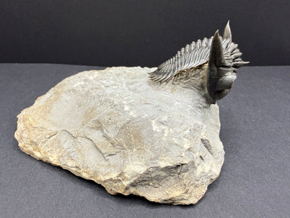 Metacanthina Trilobite