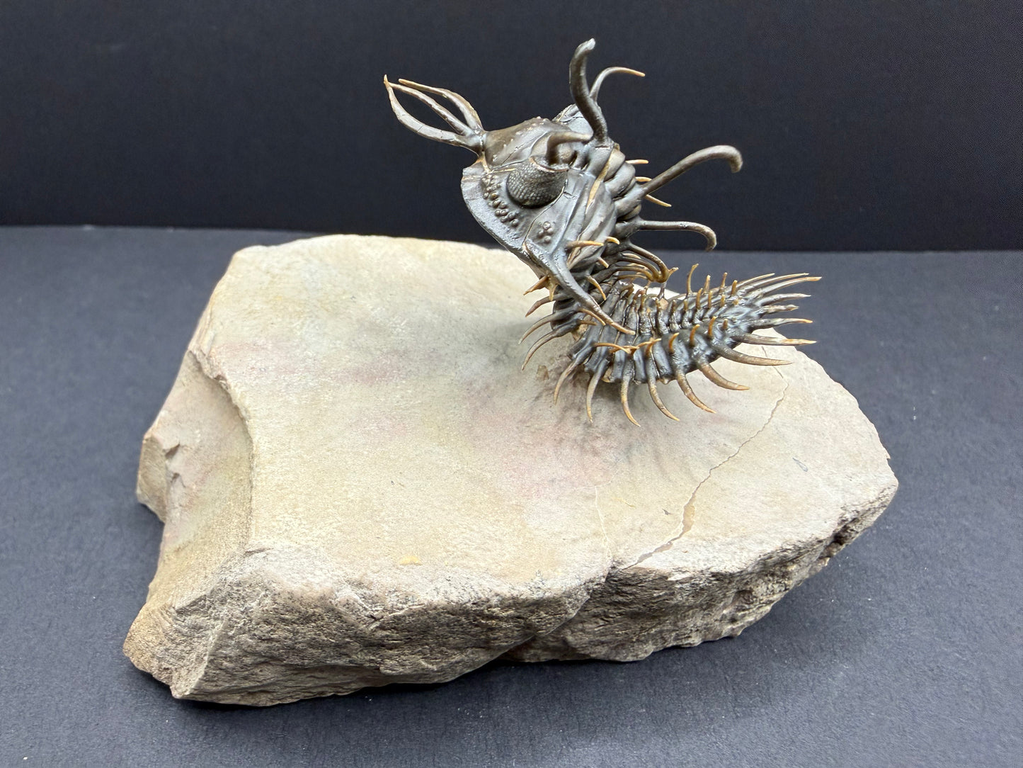 Walliserops Trilobite