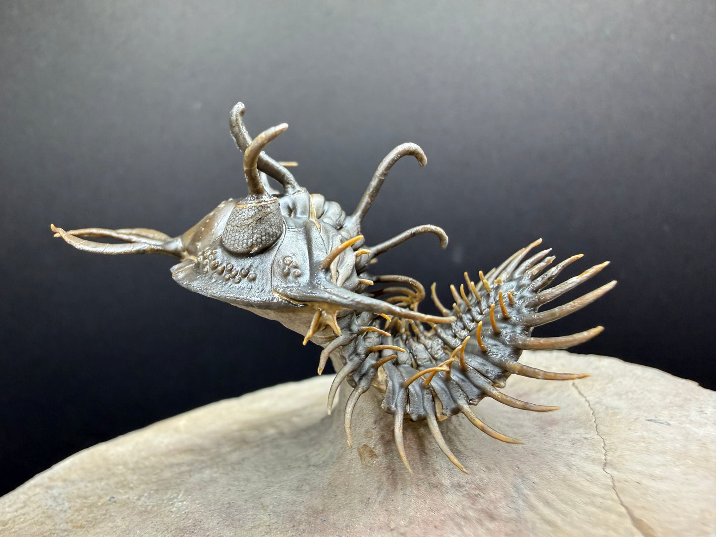 Walliserops Trilobite