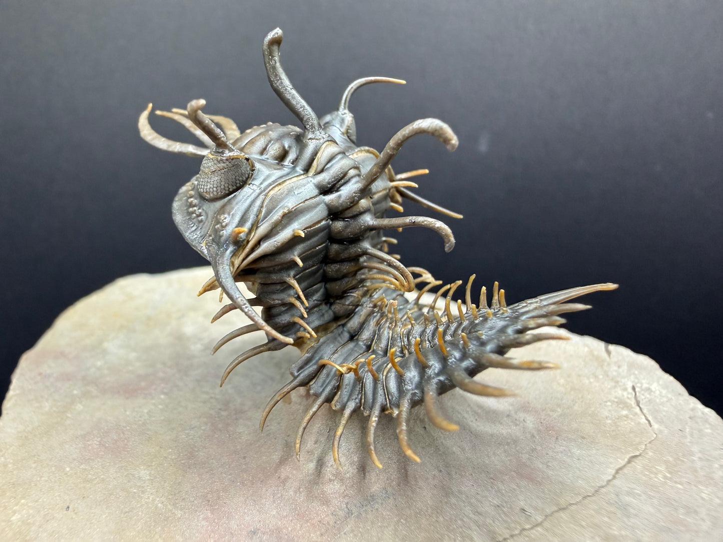 Walliserops Trilobite