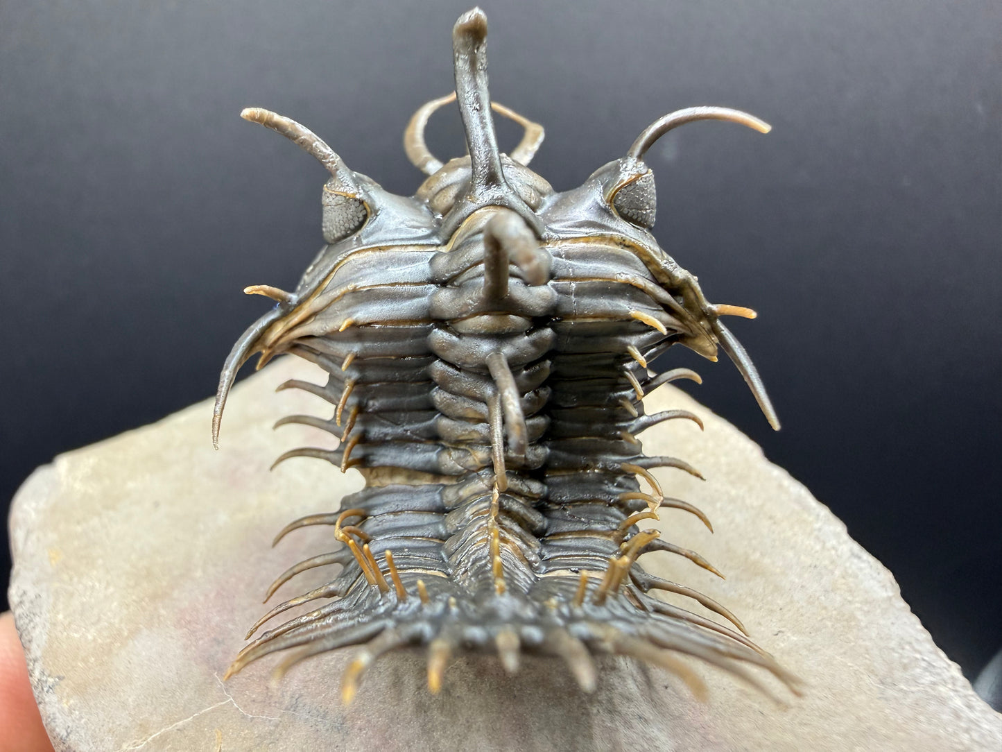 Walliserops Trilobite