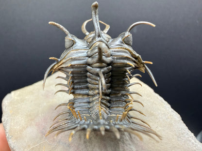 Walliserops Trilobite