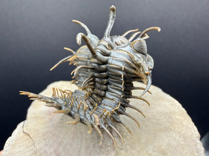 Walliserops Trilobite